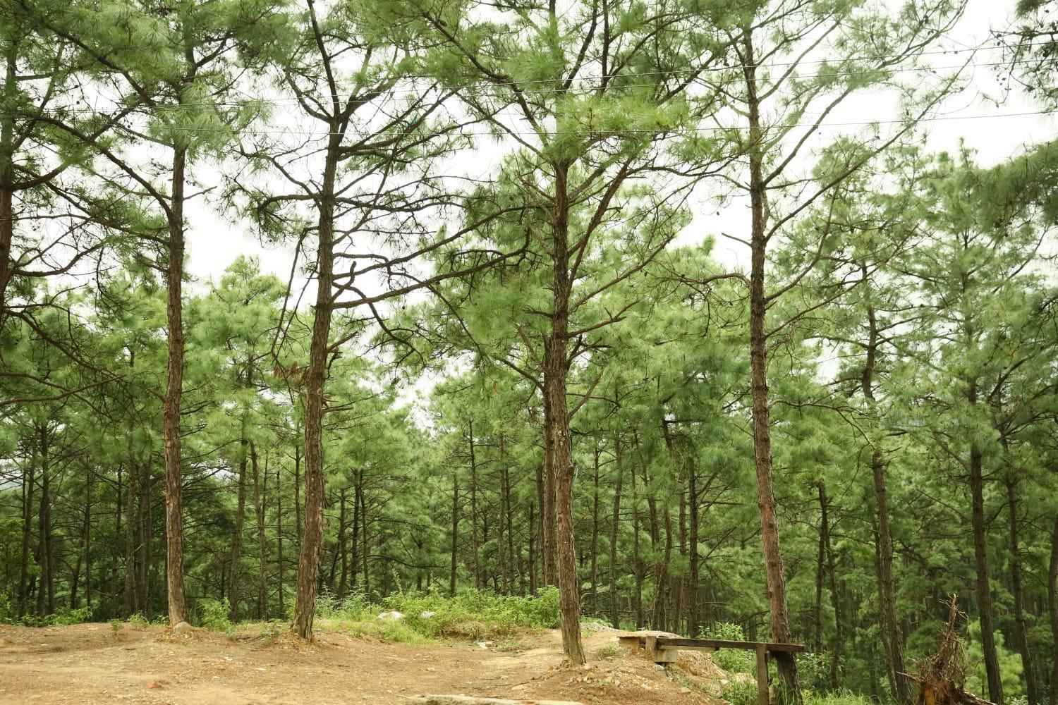 Pine Tree Lodge شيلونغ المظهر الخارجي الصورة